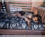 Small #1 Mutt