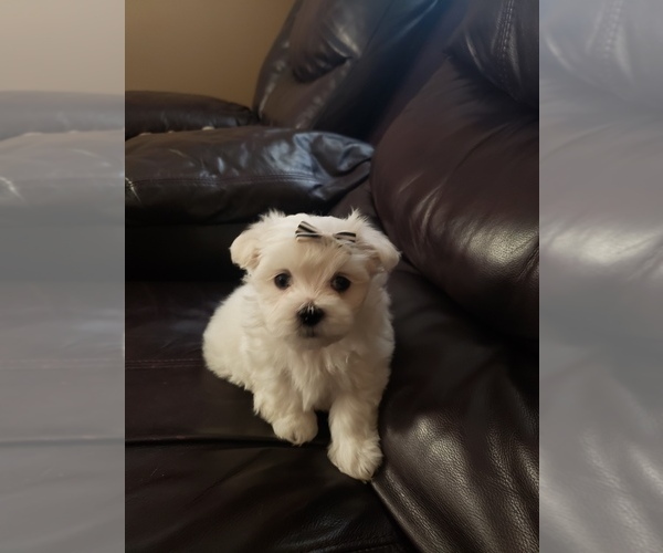Medium Photo #3 Maltese Puppy For Sale in OPELIKA, AL, USA