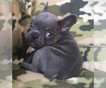 Small Photo #29 French Bulldog Puppy For Sale in CORONA, CA, USA