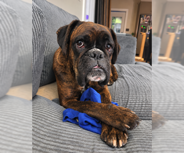 Medium Photo #2 Boxer Puppy For Sale in Dumont, NJ, USA