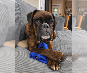 Mystic - Female Boxer Dog for Adoption - Photo #2