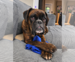Small Photo #2 Boxer Puppy For Sale in Dumont, NJ, USA