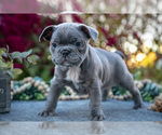 Small Faux Frenchbo Bulldog