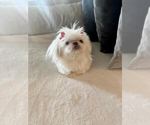 Shih Tzu Dogs for adoption in BOCA RATON, FL, USA