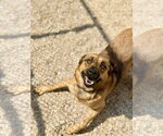 Small #3 Black Mouth Cur Mix