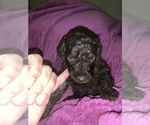 Small Photo #17 Poodle (Standard) Puppy For Sale in LEXINGTON, SC, USA