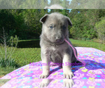 Small #5 German Shepherd Dog