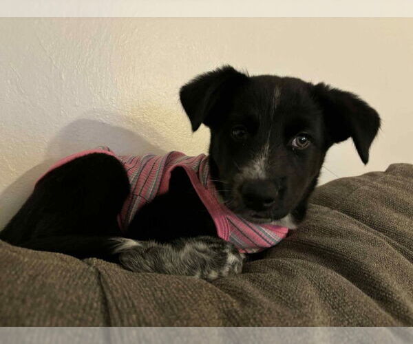 Medium Photo #1 Mutt Puppy For Sale in Springdale, PA, USA