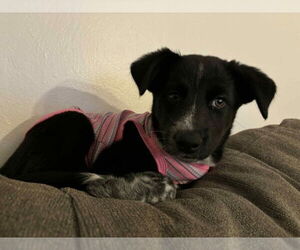 Mutt Dogs for adoption in Springdale, PA, USA