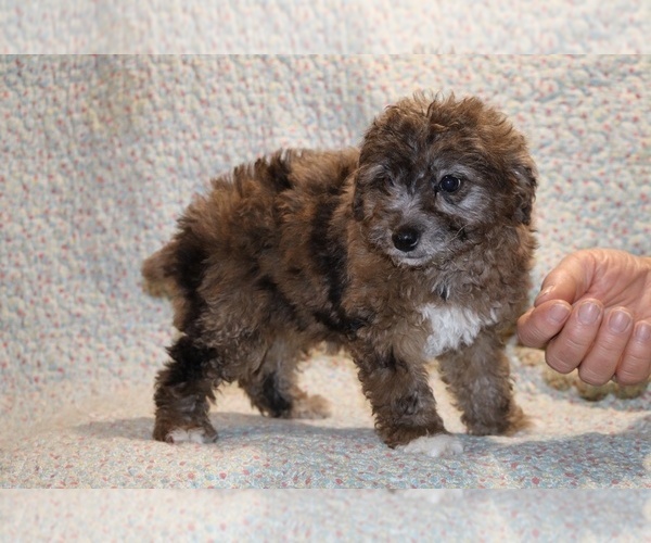 Medium Photo #4 Poodle (Toy) Puppy For Sale in DYERSBURG, TN, USA