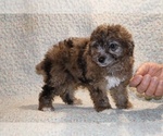 Small #3 Poodle (Toy)