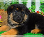 Small #3 German Shepherd Dog