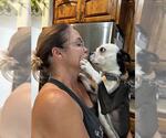 Small #2 Boston Terrier