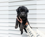 Puppy Navy collar German Shepherd Dog