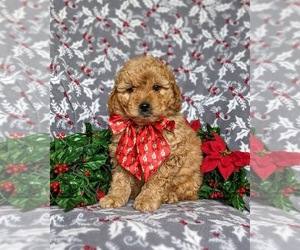 Goldendoodle (Miniature) Puppy for sale in KIRKWOOD, PA, USA