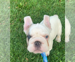 Puppy Big Boy French Bulldog