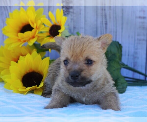 Medium Photo #2 Cairn Terrier Puppy For Sale in FREDERICKSBG, OH, USA