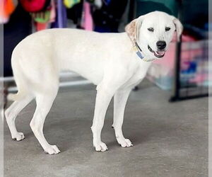 Labrador Retriever-Unknown Mix Dogs for adoption in Genesee, WI, USA