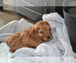 Small #3 Cavapoo