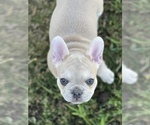 Small Photo #6 French Bulldog Puppy For Sale in MURRIETA, CA, USA