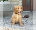 Small Photo #25 Golden Retriever Puppy For Sale in WOLCOTT, IN, USA