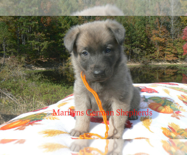 Medium Photo #4 German Shepherd Dog Puppy For Sale in PIEDMONT, MO, USA
