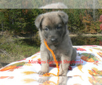Snowy Peach Ber - Female German Shepherd Dog Puppy for Sale - Photo #4