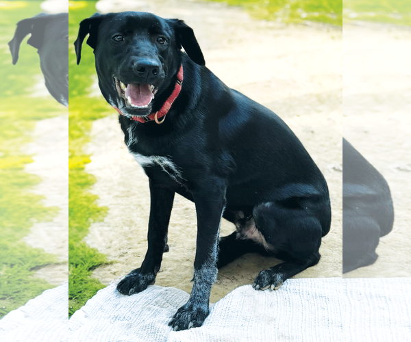 Medium Photo #1 Labrador Retriever-Unknown Mix Puppy For Sale in Munford, TN, USA