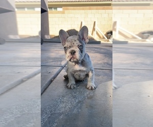 French Bulldog Puppy for sale in LANCASTER, CA, USA