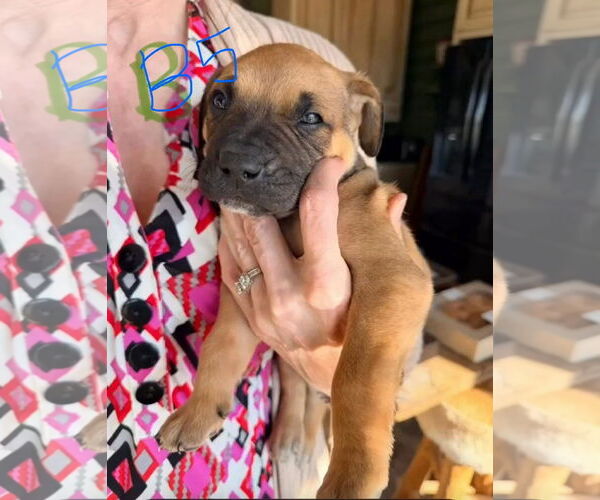 Medium Photo #2 Mastiff-Unknown Mix Puppy For Sale in Duluth, MN, USA