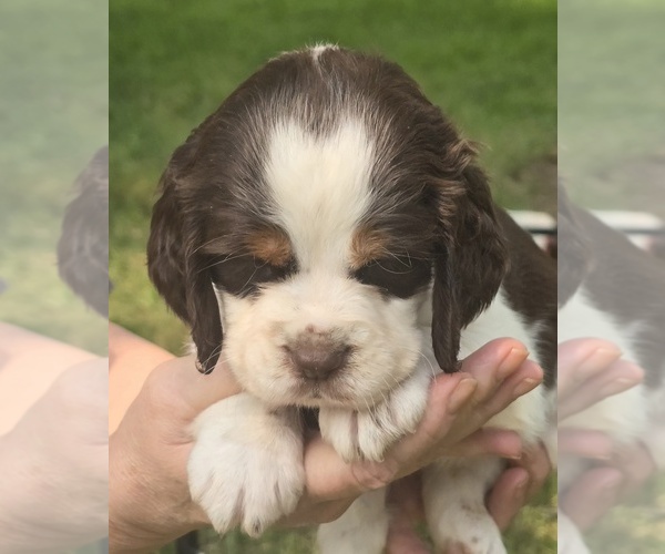 Medium Photo #3 English Springer Spaniel Puppy For Sale in GREELEY, KS, USA