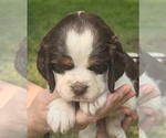 Small #2 English Springer Spaniel