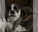 Small Boxer Mix