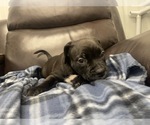 Small Photo #39 American Bully Puppy For Sale in REESEVILLE, WI, USA