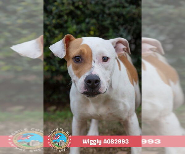 Medium Photo #2 American Bulldog-Unknown Mix Puppy For Sale in Mobile, AL, USA