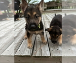 Puppy Brownie Lime Gr German Shepherd Dog