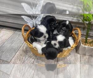 Shih Tzu Puppy for sale in KENNEWICK, WA, USA