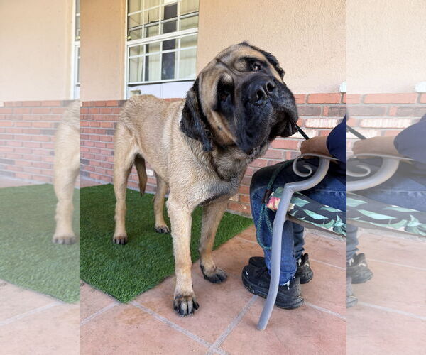 Medium Photo #5 Mutt Puppy For Sale in Goodyear, AZ, USA