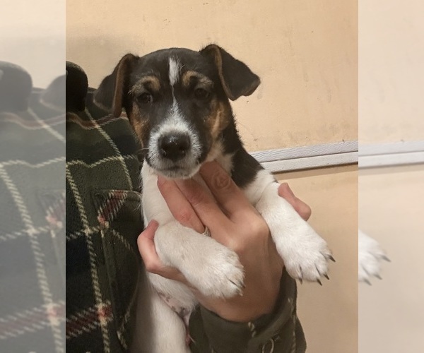 Medium Photo #11 Jack Russell Terrier Puppy For Sale in FREEMAN, MO, USA