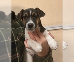 Small Photo #11 Jack Russell Terrier Puppy For Sale in FREEMAN, MO, USA