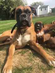 Father of the Boxer puppies born on 09/24/2017
