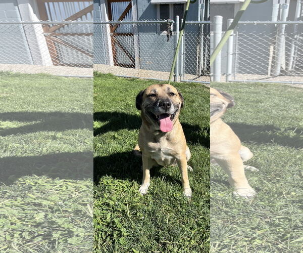 Medium Photo #3 Mutt Puppy For Sale in Emmett, ID, USA