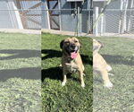 Small #2 Mutt