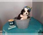 Small Photo #2 Border-Aussie Puppy For Sale in GREENSBURG, IN, USA