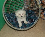 Small Photo #18 Maltese Puppy For Sale in PATERSON, NJ, USA