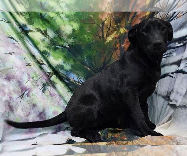 Medium Photo #3 Bulldog-Labrador Retriever Mix Puppy For Sale in Wetumpka, AL, USA