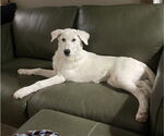 Small #9 German Shepherd Dog-Great Pyrenees Mix