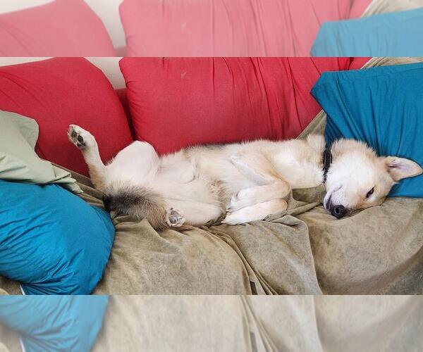 Medium Photo #6 Siberian Husky-Unknown Mix Puppy For Sale in St. Cloud, MN, USA