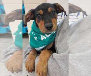 Beagle-Unknown Mix Dogs for adoption in Tampa, FL, USA