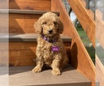 Puppy 4 Poodle (Standard)